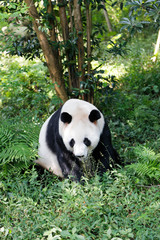 Obraz premium Big Panda bear in forest