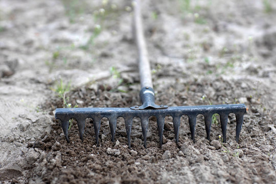 Garden rakes lying on the ploughed topsoil for planting-the concept of gardening, Rusty rakes lie on the ground.Close-up.Tillage rake for planting crops.