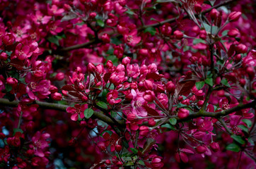 bright pink flowers flowering decorative apple tree Low-key lighting
