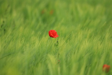 Red poppy flower in green field 