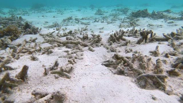 UNDERWATER: Bleached corals are scattered around the white sand ocean floor. Sad view of a coral reef graveyard caused by climate change. Global warming destroys corals in the picturesque Maldives.