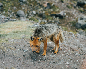 red fox in the wild