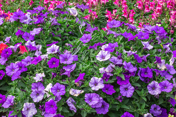 Petunia deep blue-violet are blooming and prolific flowering consistently all summer, Nature photos. Selective focus.