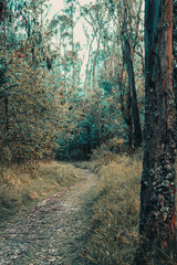 Obraz premium path in the woods