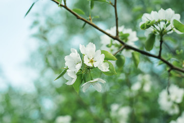 Blooming apple tree in spring time. White flowers