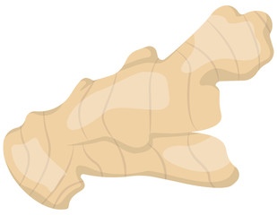 Ginger root in cartoon style. Healthy food.