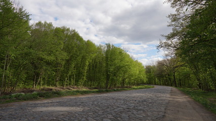 Rocky road down near the forest