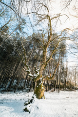 Fototapete bei efototapeten.de bestellen   