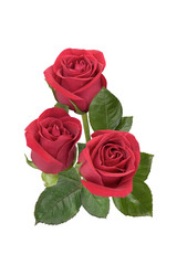 Naklejka premium red roses isolated on white