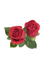 Two red roses on white background