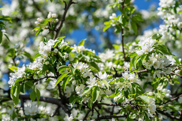 Blooming apple tree in sunny day spring time in a park. Background
