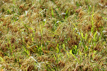 Golden millets field in ripe season