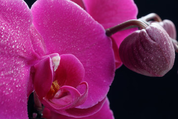 orchid flower on a black background