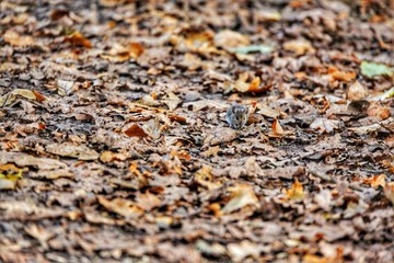 Mouse amongst the leaves