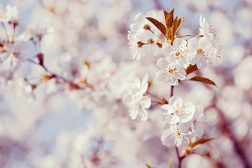 Obraz na płótnie Canvas Cherry blossom.