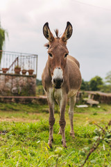 93/5000
burro gris sobre fondo verde, orejas grandes, fotografía de naturaleza, foto de animales, fondo verde