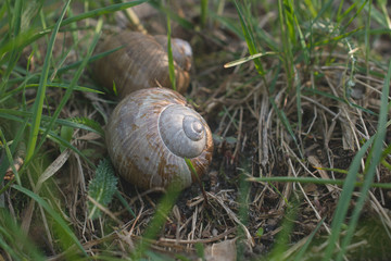 A pair of spiral shells, home of forest snails.
