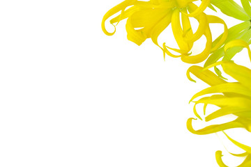 Ylang Ylang flower isolated on white background