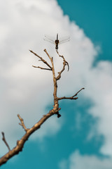 Closeup of a dragonfly at Dripstone Beach, Darwin. Northern Territory, Australia.