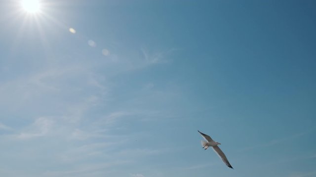 Seagulls catch pieces of food in air against blue sky and bright rays of sun slow motion. View from below, gopro camera. Man's hand throws food to pack seabirds balcony. Silhouettes of birds soaring