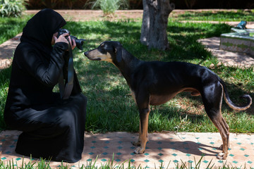 Beautiful Moroccan Arab muslim woman with traditional black hijab, photographs a young Sloughi dog (Arabian greyhound), inside a backyard garden.