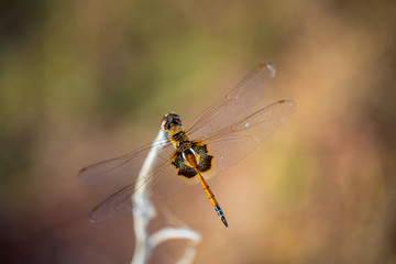 dragonfly on a branch