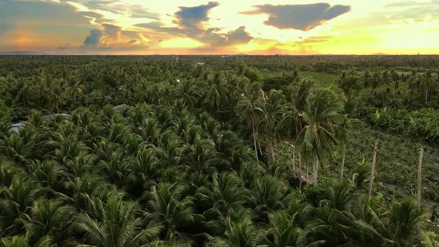 Aerial drone view above palm trees plantation pattern at sunset.