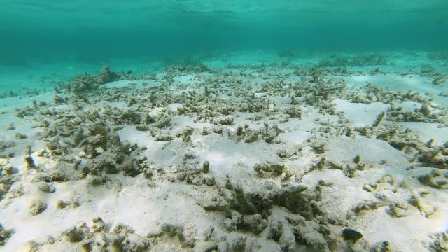 UNDERWATER, POV: Diving along the bleak ocean floor in the Maldives full of bleached corals. Once vibrant coral reef is destroyed due to climate change. Few lonely fish wander around coral remains