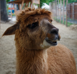 Obraz premium Close up photo of an adorable cute brown curly fluffy alpaca with big black eyes.Vicugna pacos.
