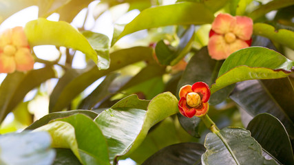 The flowering mangosteen is blooming