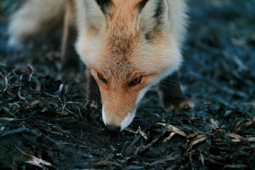 red fox portrait
