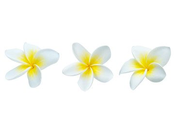 Fototapeta na wymiar Collection of Plumeria isolated on white background. Nature pattern of blossoming color exotic Frangipani flower, Close up of Plumeria or Frangipani 