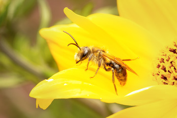 Small bee gathering pollen on a flower on a sunny springtime morning