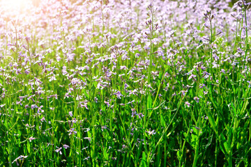 Meadow flowers, beautiful nature Sunny day.