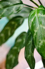 Aglaonema commutatum - Chinese Evergreen