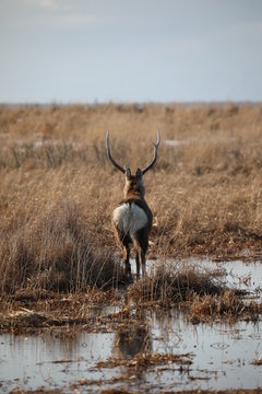 Deer showing me the buttocks