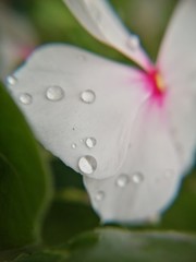 water drops on a leaf