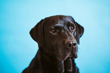 portrait of beautiful black labrador dog over blue background. Colorful, spring or summer concept