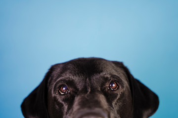 portrait of beautiful black labrador dog over blue background. Colorful, spring or summer concept