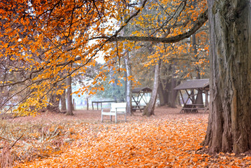 Obraz premium Laub Herbstbild