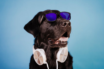 portrait of beautiful black labrador dog wearing white headset and sunglasses over blue background....