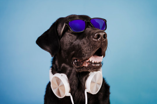 portrait of beautiful black labrador dog wearing white headset and sunglasses over blue background. Colorful and spring concept