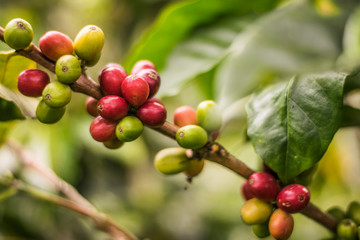 coffee plant 