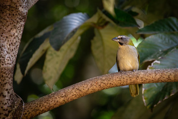 Green-winged saltator (Saltator similis). A songbird found in Argentina, Bolivia, Brazil, Paraguay, and Uruguay, and ranges into the southern cerrado and the pantanal. Brazilian wetlands birds.