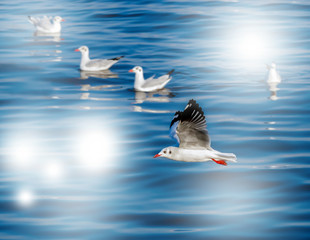 The seagull and sun spot