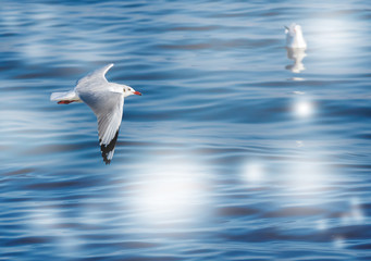 The seagull and sun spot