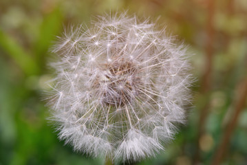 Obraz premium Löwenzahn Pusteblume