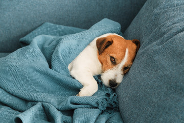 Portrait of sleeping Jack Russell dog on the sofa