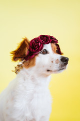 portrait of cute jack russell dog wearing a crown of flowers over yellow background. Spring or summer concept