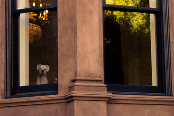 Dog left at home looking sad in the window, waiting to go out